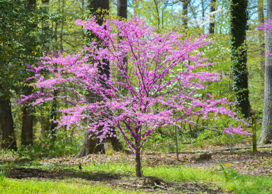 A pink eastern redbud tree in bloom in a forest
