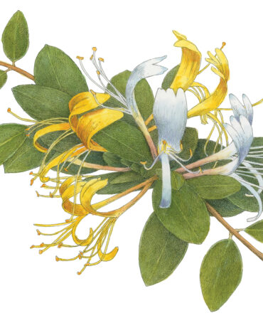 An illustration of a honeysuckle flower