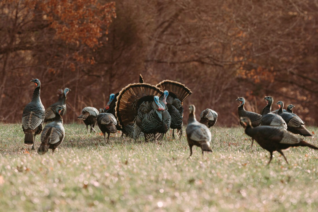 Several wild turkeys in a field