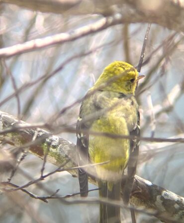 A yellow bird sits in the branches of a tree