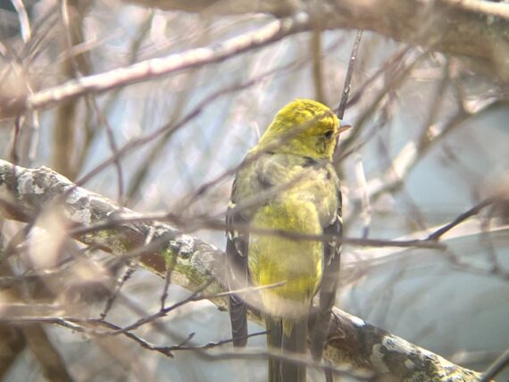 A yellow bird sits in the branches of a tree