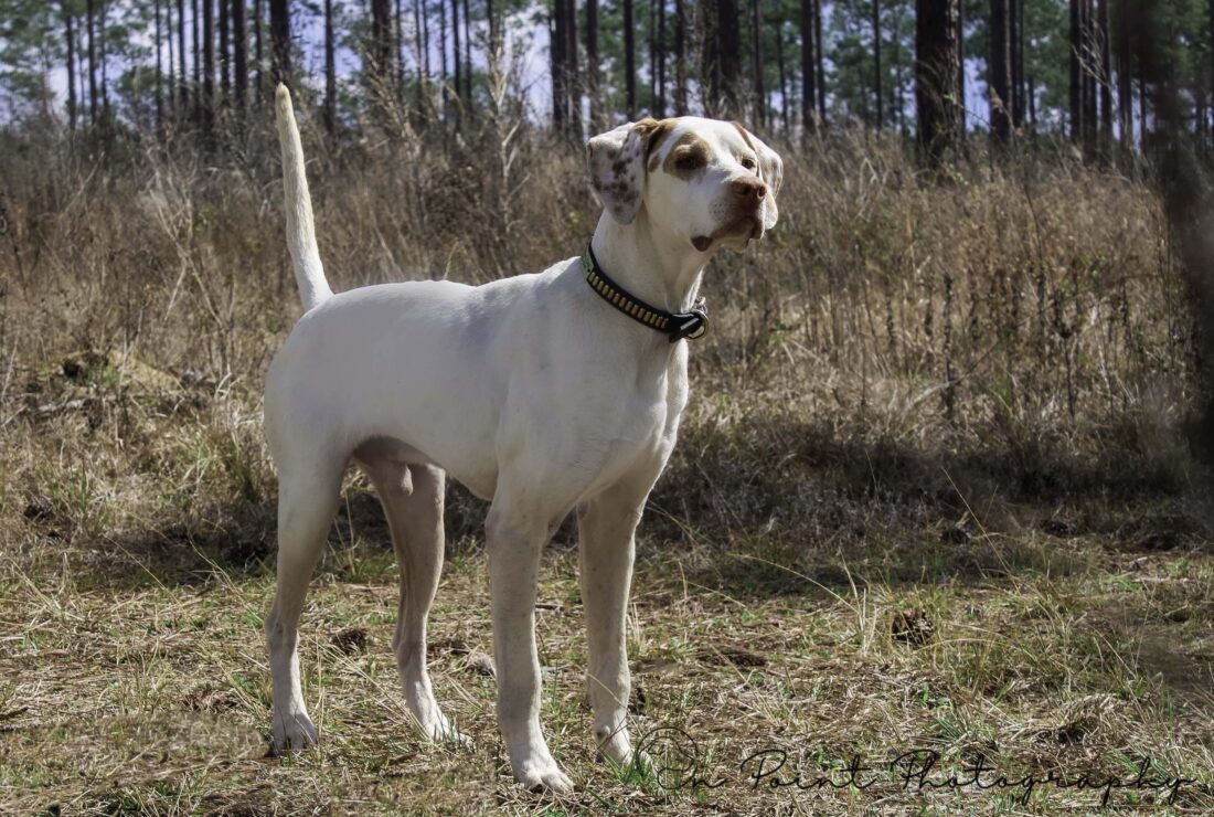 A white and brown pointer dog.