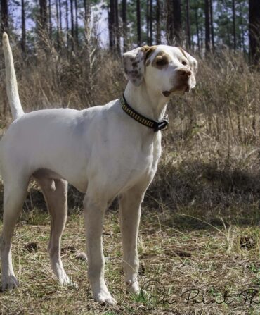 A white and brown pointer dog.