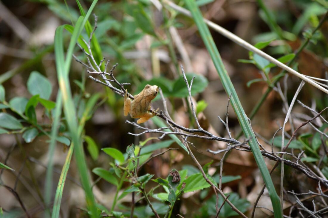 A spring peeper frog on a twig in a forest