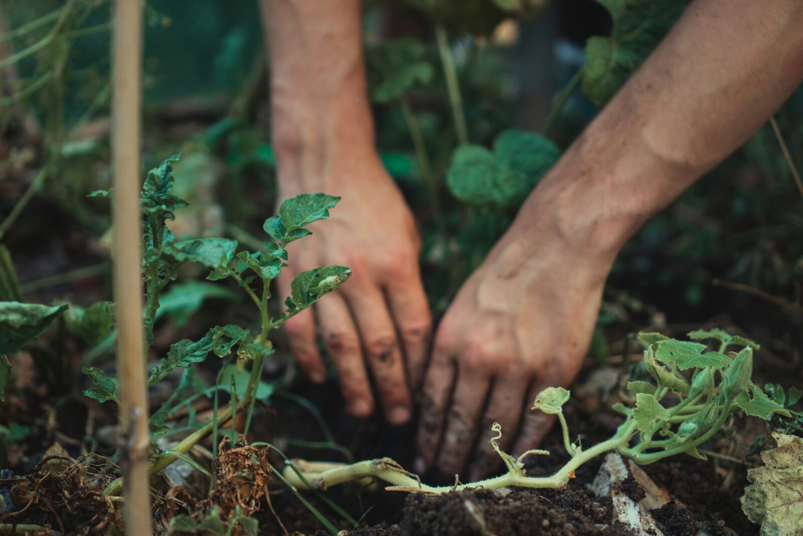 Hands digsinto the dirt in a garden with plants around them