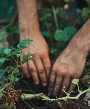 Hands digsinto the dirt in a garden with plants around them