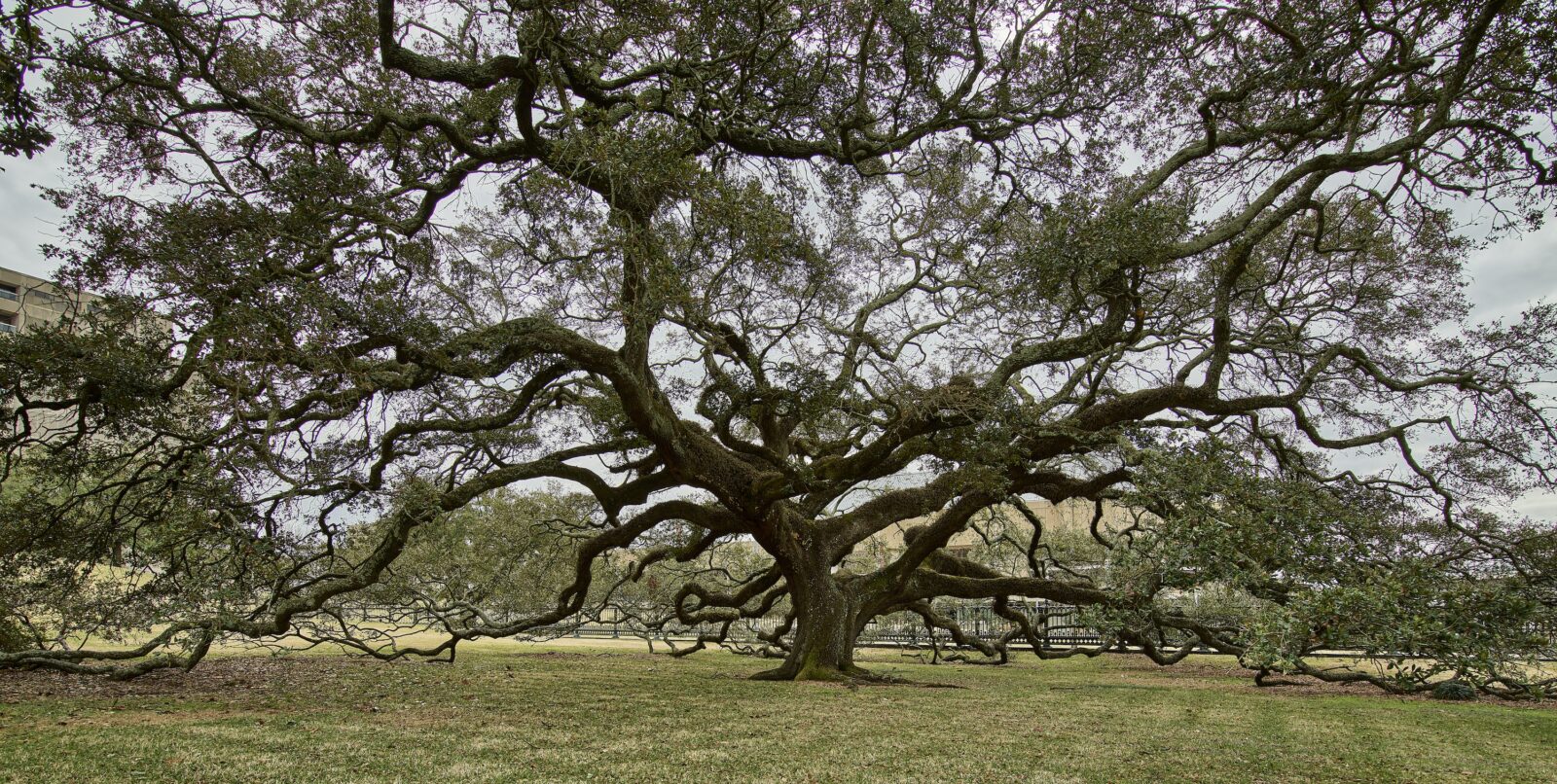 Spectacular, sprawling live oak tree outside Louisiana's Old State Capitol Building in Baton Rouge, which dates to 1852 and served as the seat of state government for 80 years. Designed by architect James Dakin, it now serves as a museum. Rather than mimic the national Capitol Building in Washington, as many other states had done, Dakin conceived a Neo-Gothic medieval-style castle overlooking the Mississippi. Fire destroyed most of the building during the U.S. Civil War of the 1850s. In 1882, it was rebuilt from scratch by architect William Freret, who installed the spiral staircase and stained-glass dome that are interior focal points.