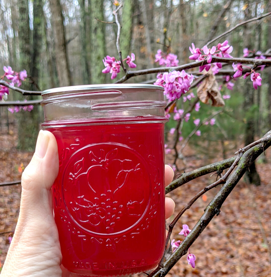 A hand holds a jar of red jelly against a redbud tree branch