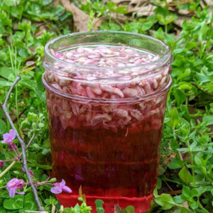 A cup of redbud vinegar