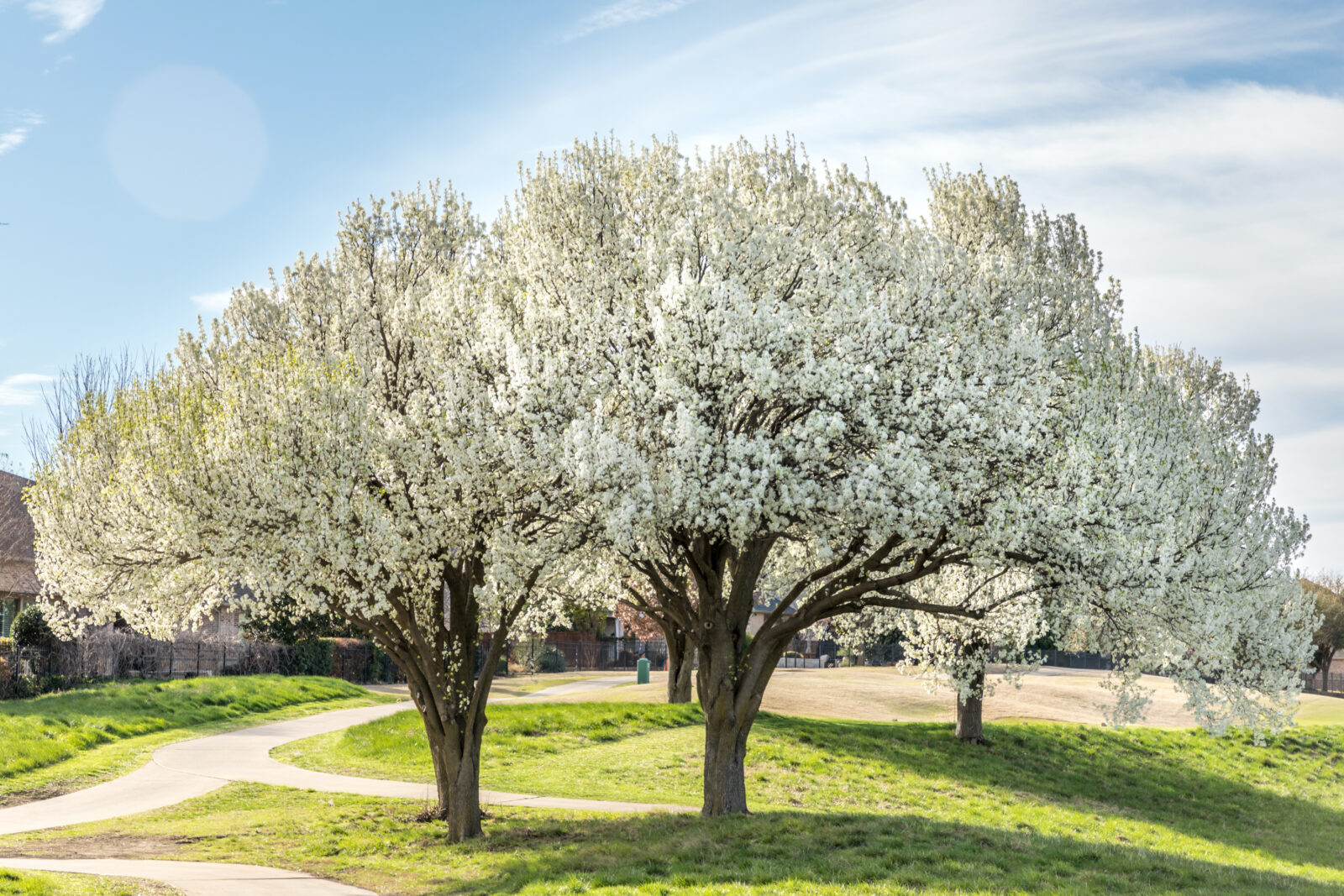 Bradford pear trees in bloom