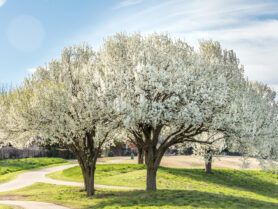 Bradford pear trees in bloom