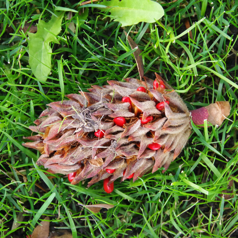 A fuzzy seed pod