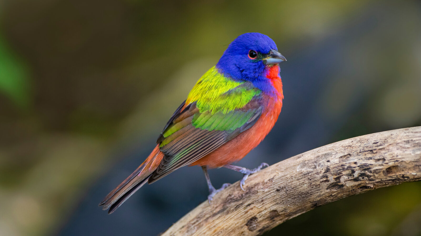 A male painted bunting