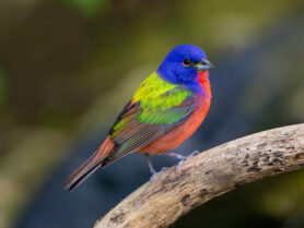 A male painted bunting