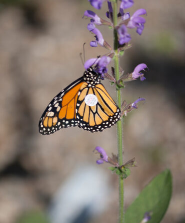 A monarch butterfly on a purple flower with a tag sticker on its wing.