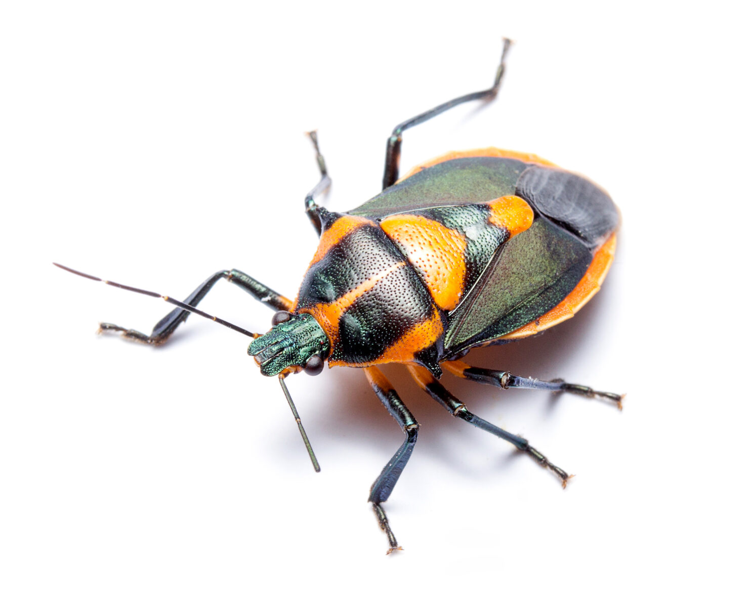 These Five Insects Are a Sign of a Healthy Garden – Garden & Gun