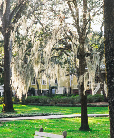 White silvery vegetation hangs from branches of a tree