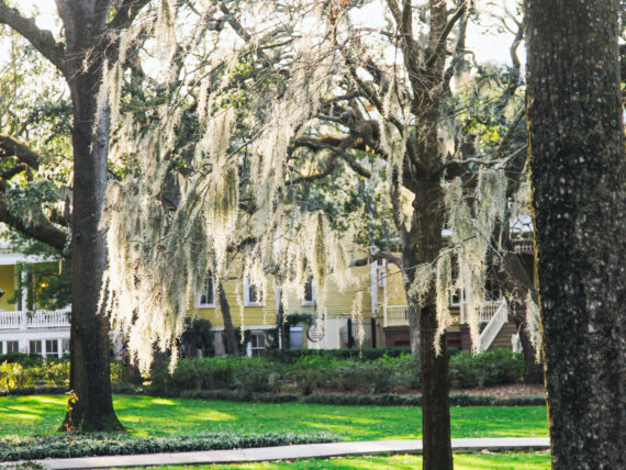 White silvery vegetation hangs from branches of a tree