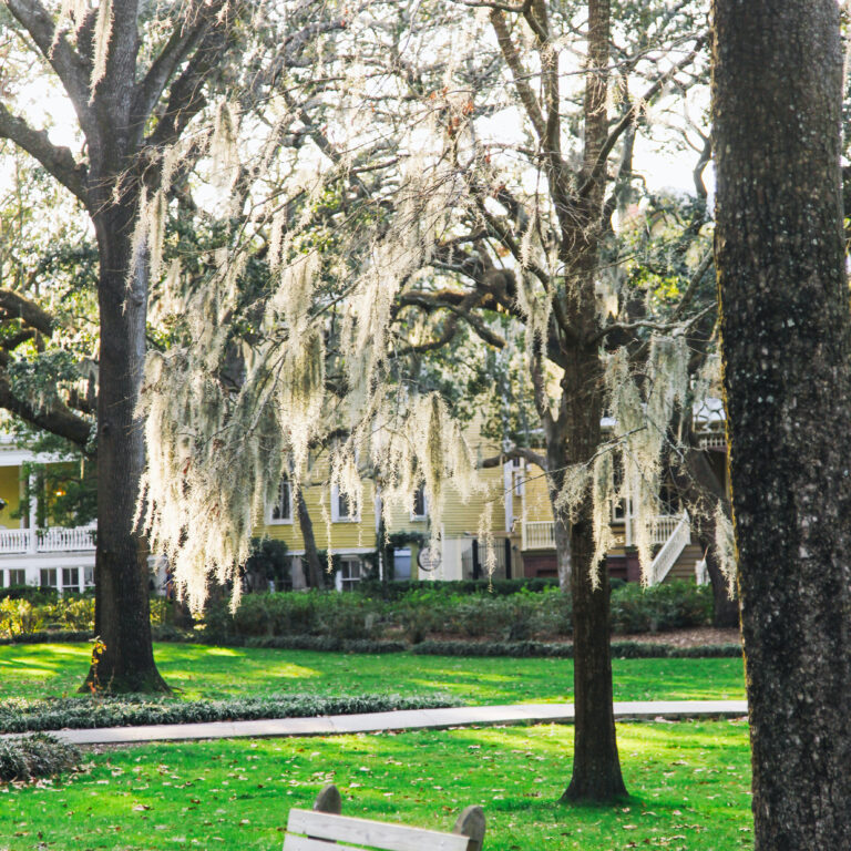 White silvery vegetation hangs from branches of a tree