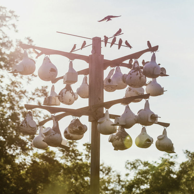 Bird houses made of gourds