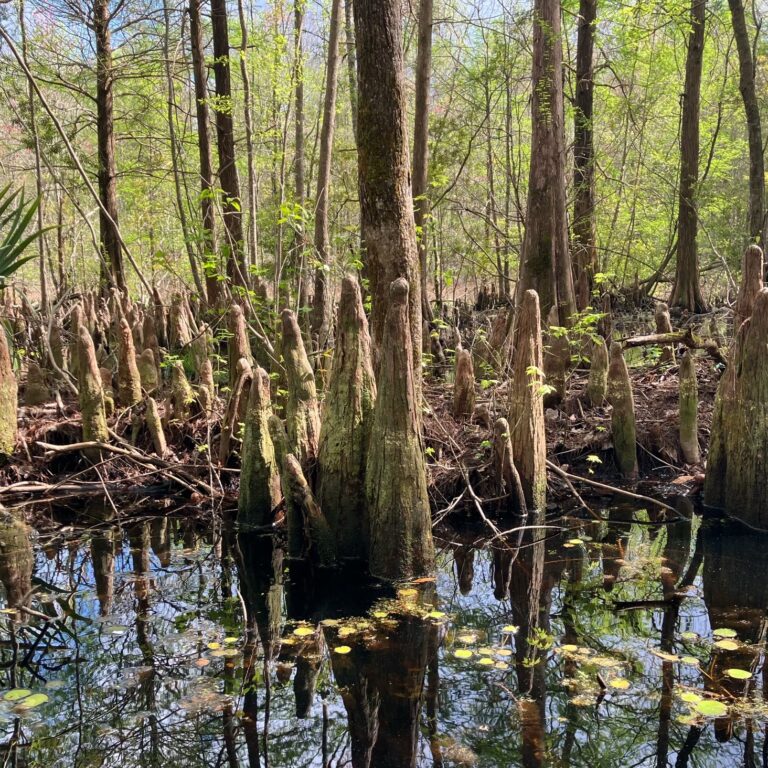 Trees with round roots sticking out of water