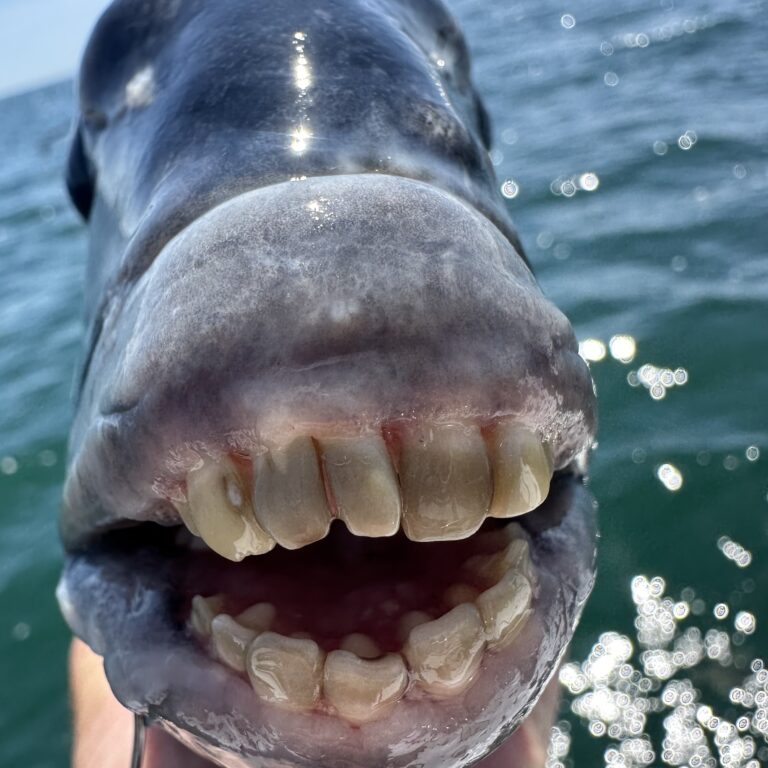 A fish with crooked teeth