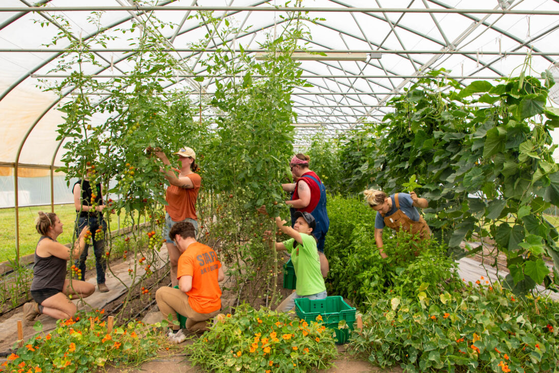 People in a greenhouse harvest basil and tomatoes