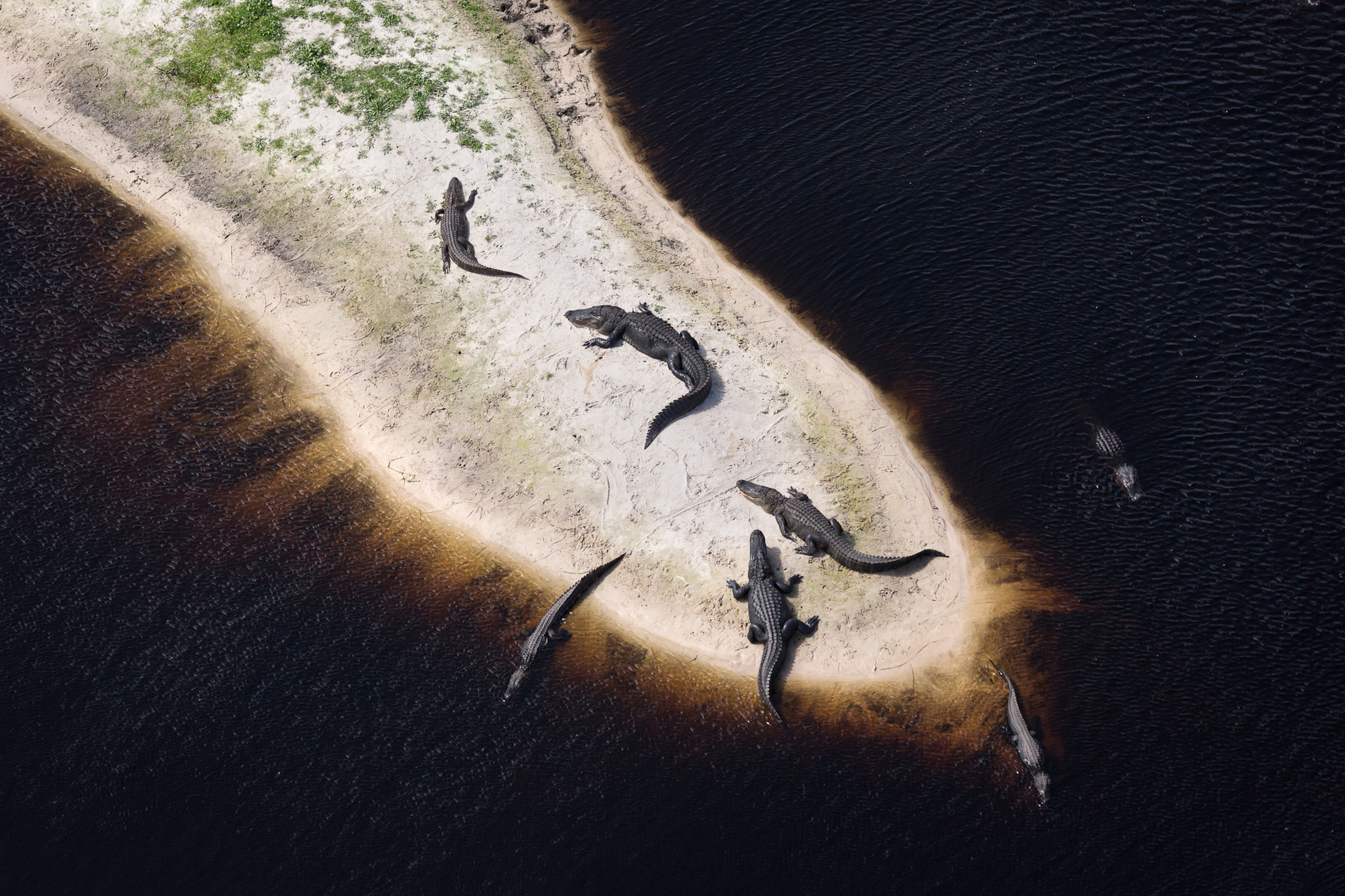 Alligators sunbathe on a strip of sand surrounded by black water