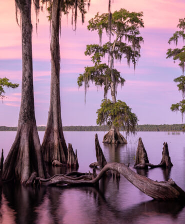 A group of cypress trees in a swamp with a purple sky