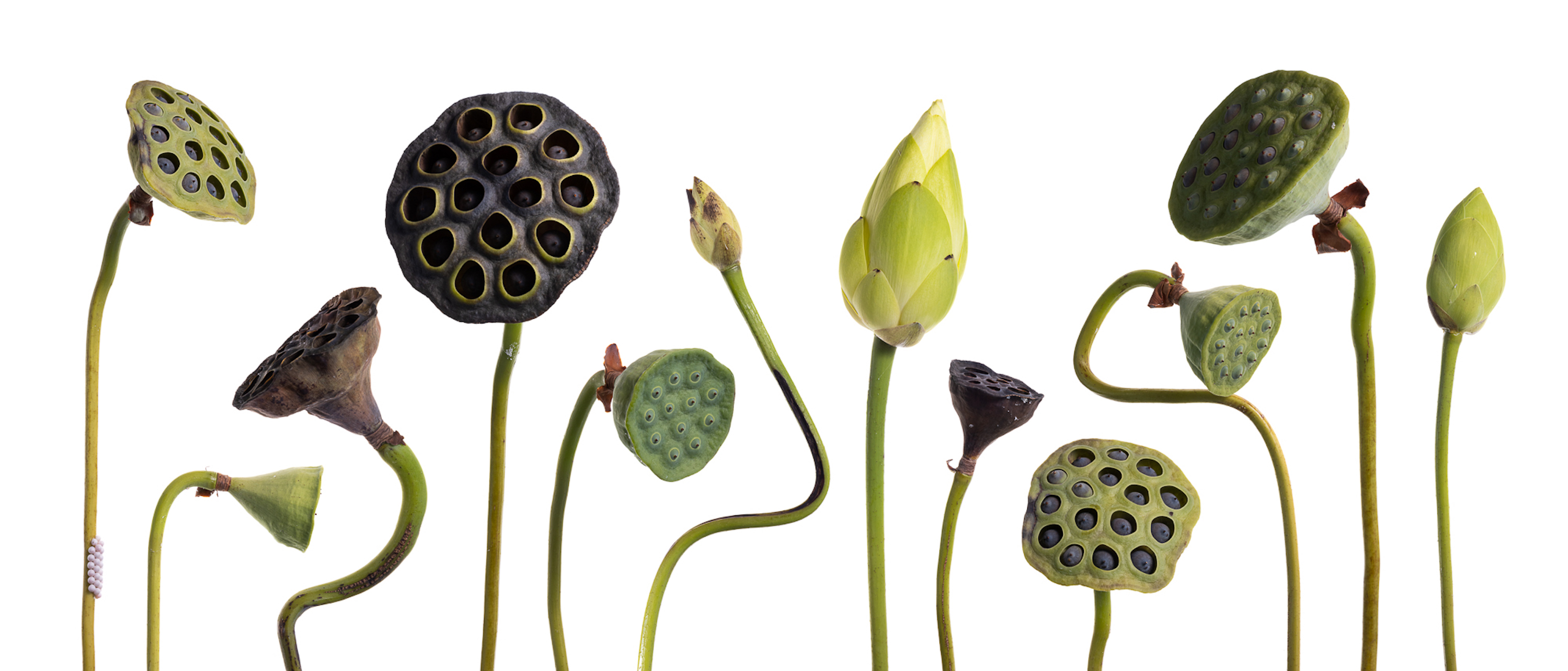 A portrait of American lotus seed pods and stems