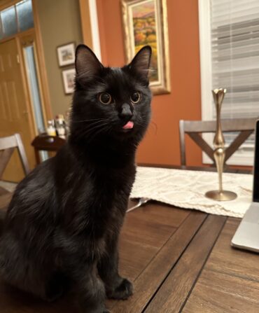 A full grown black cat with yellow eyes sticking her pink tongue out.