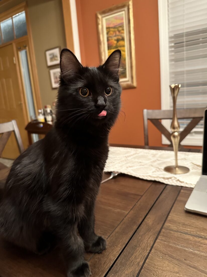 A full grown black cat with yellow eyes sticking her pink tongue out.