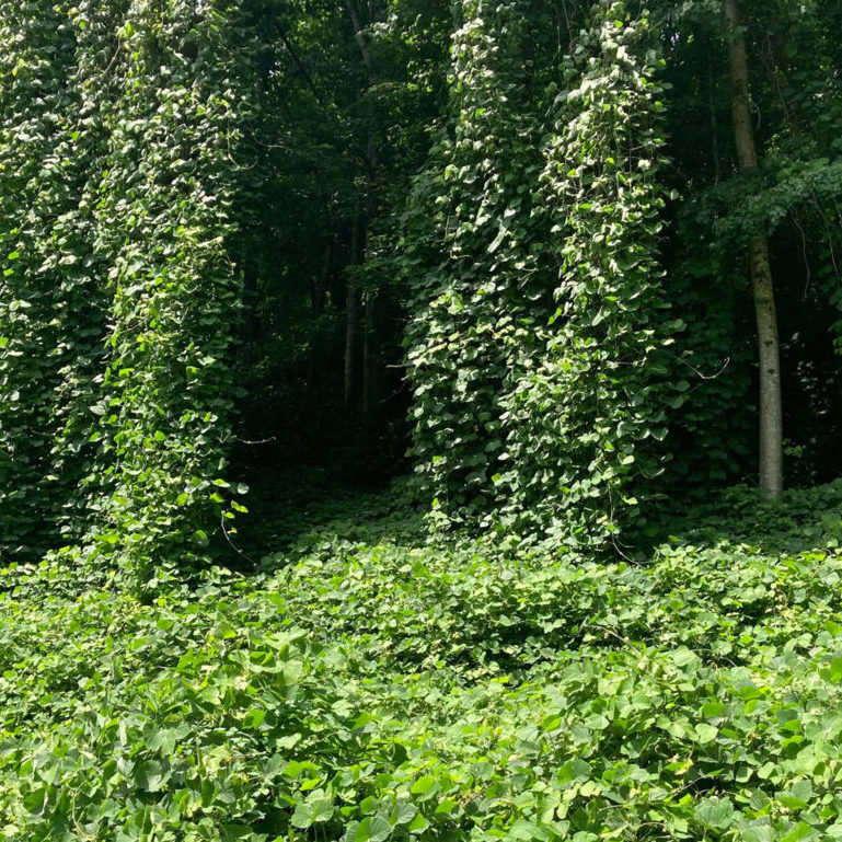 vines growing on a tree