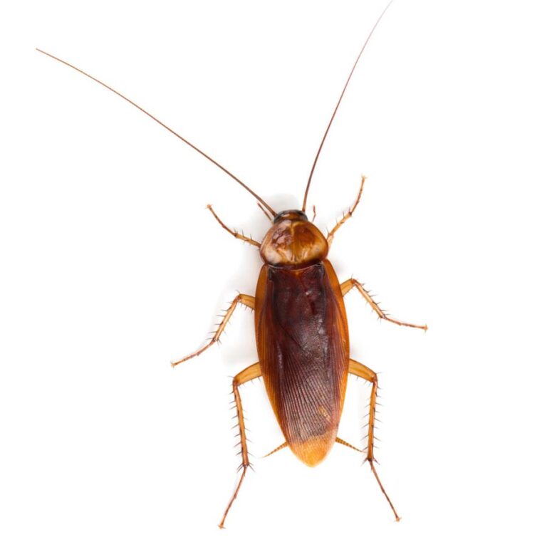 A brown bug with a long body and antennae