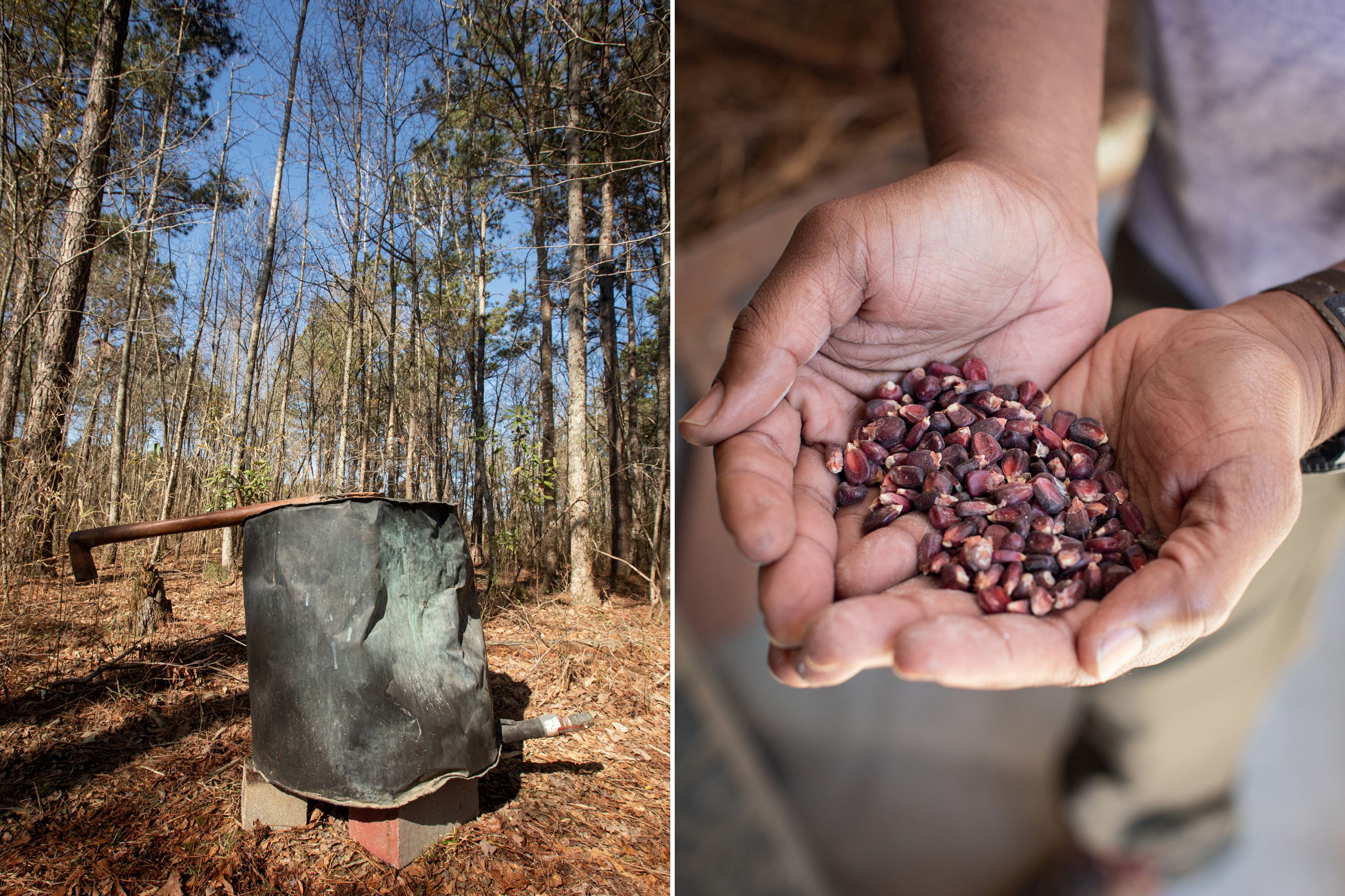 A metal handmade pot still in the woods; a hand cups red corn kernels