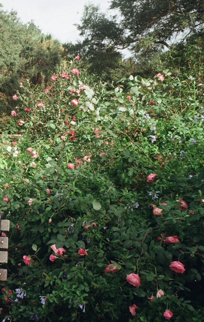 Pink roses in a bush in a park