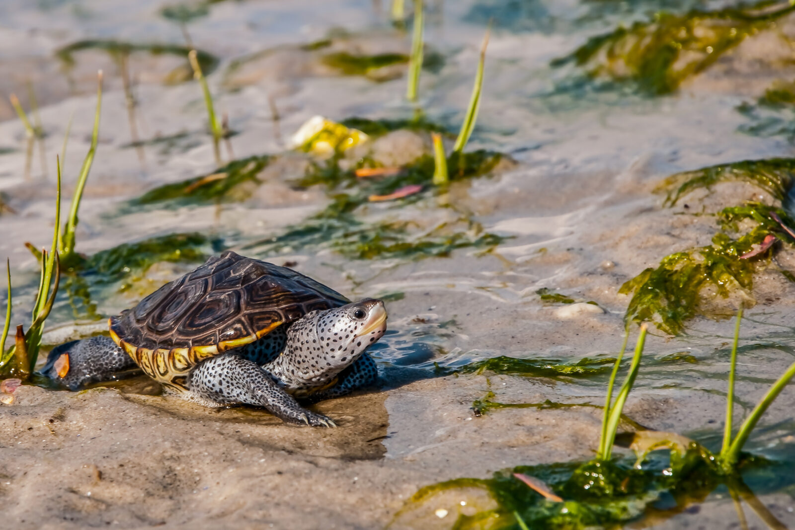 A diamondback terrapin moves through sand