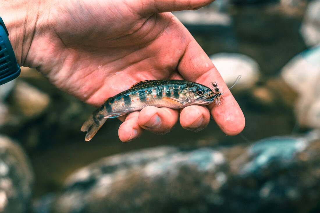 A hand holding a brook trout with a fly in its mouth.