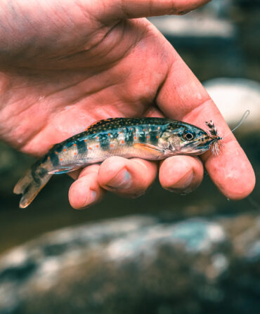 A hand holding a brook trout with a fly in its mouth.