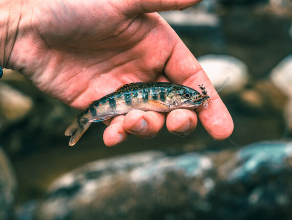 A hand holding a brook trout with a fly in its mouth.