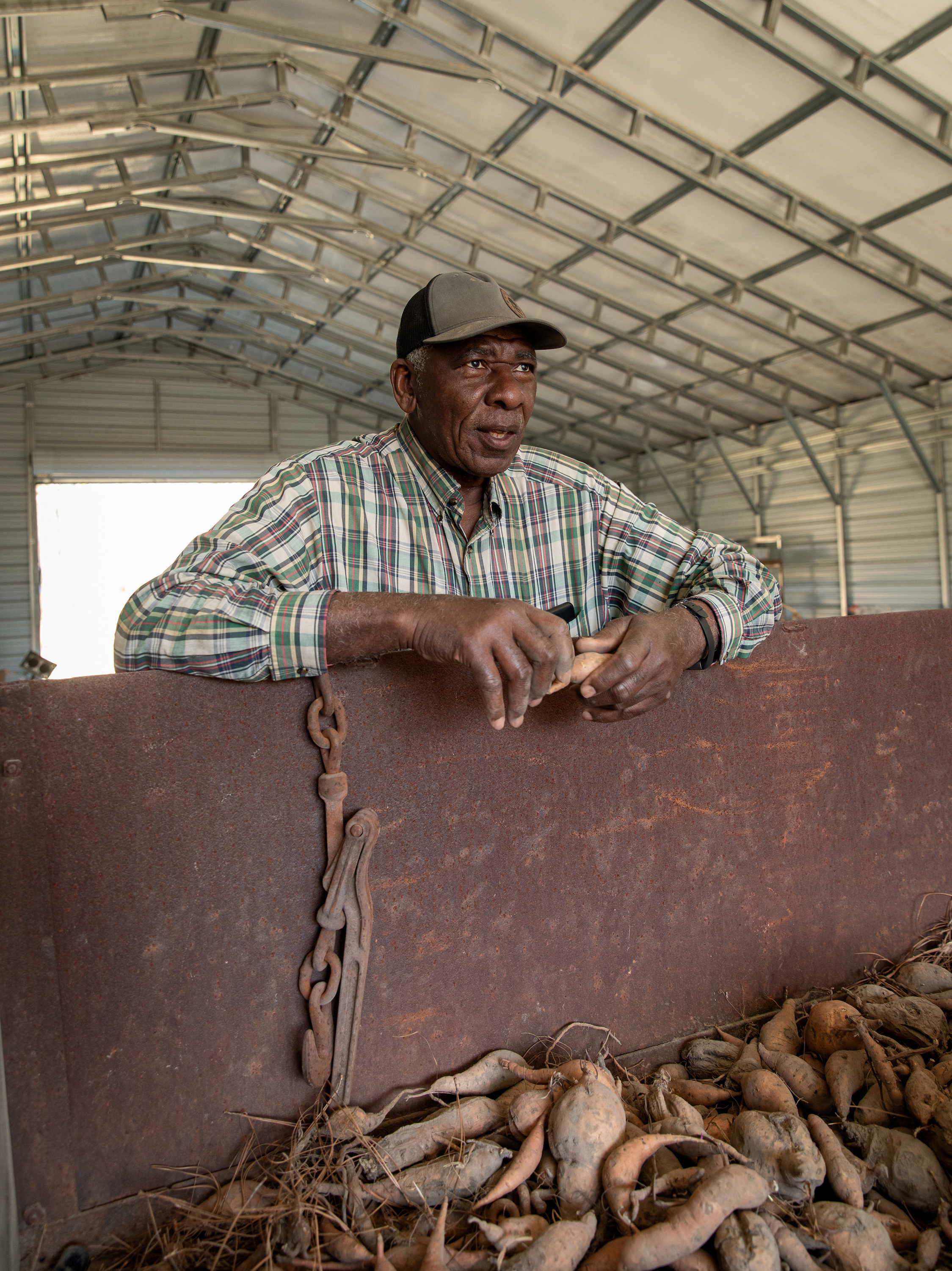 A man stands over a deposit of sweet potatoes