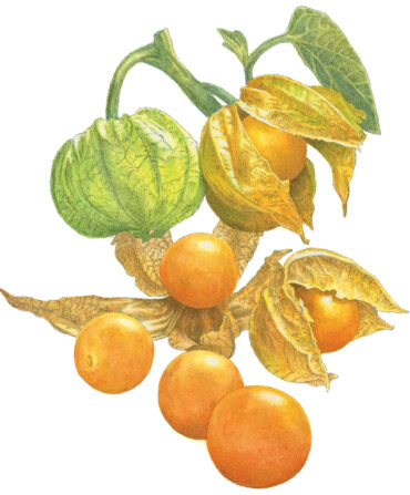 An illustration of husk cherries