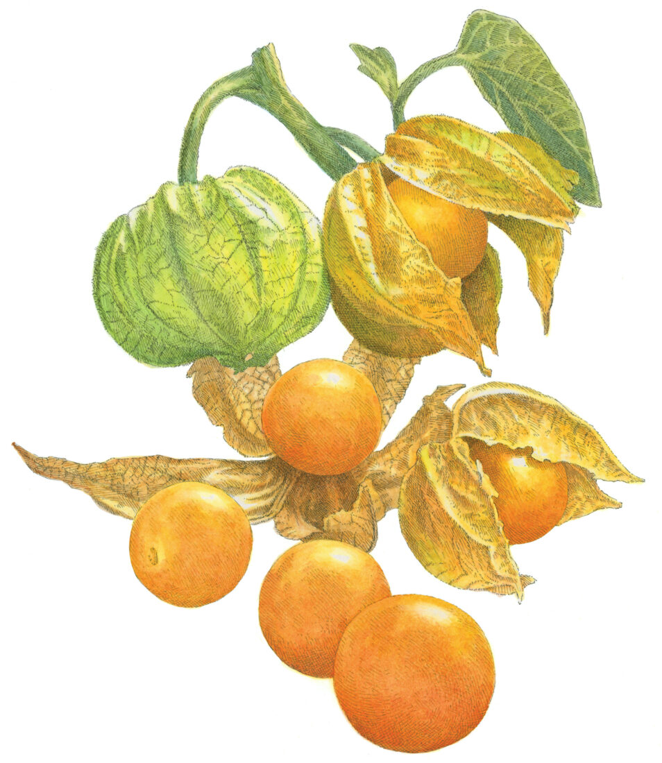 An illustration of husk cherries