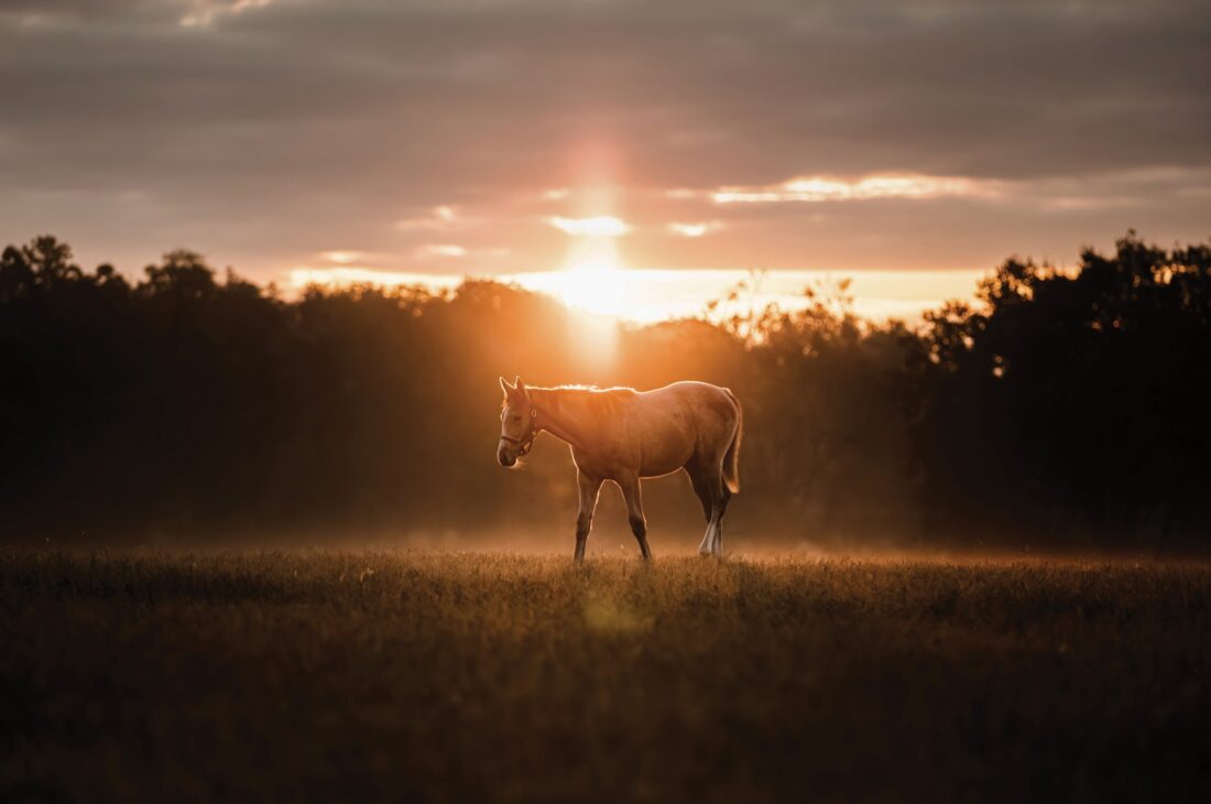 a horse in a field at sunrise with the sun behind it