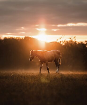 a horse in a field at sunrise with the sun behind it