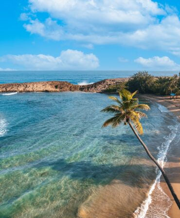 a palm tree hanging over a shoreline with clear blue ocean water