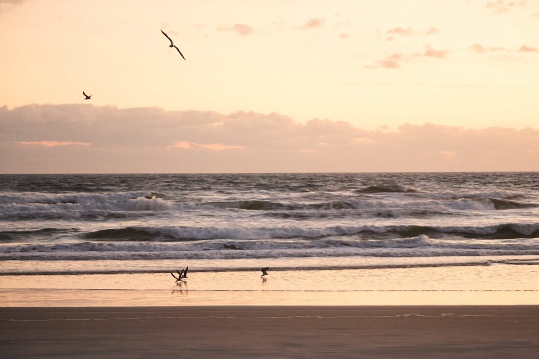 birds flying above the shore with waves at sunset