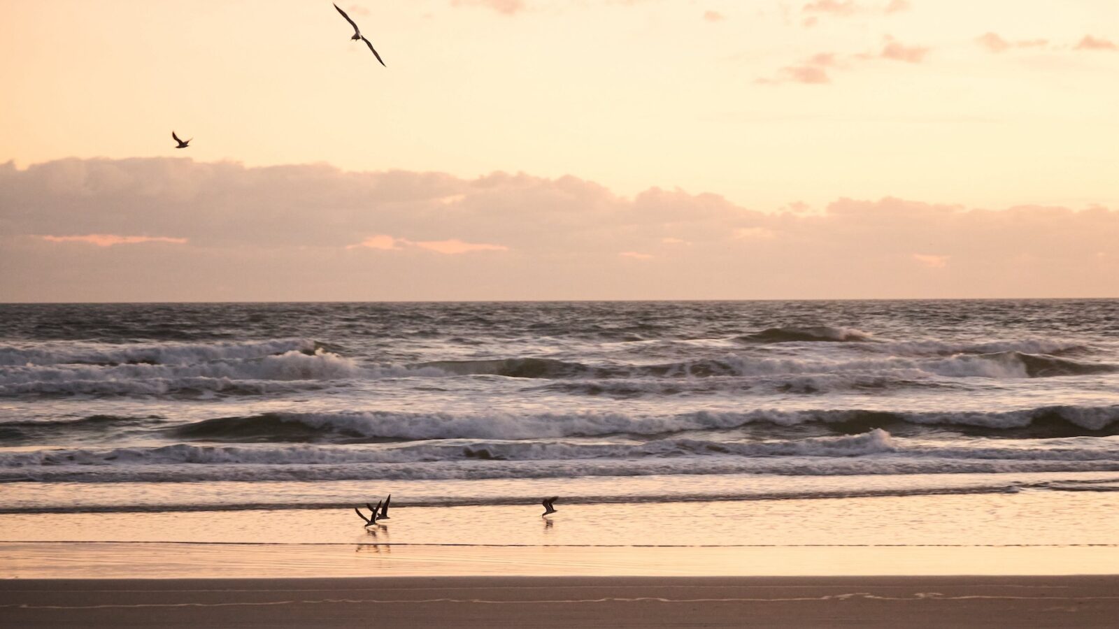 birds flying above the shore with waves at sunset