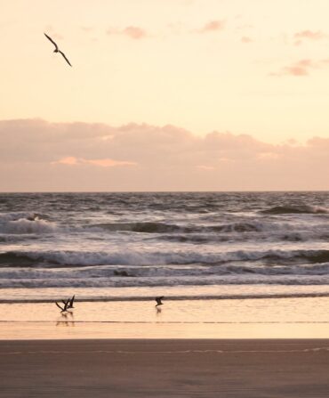 Shoreline of a beach at sunset with birds flying above