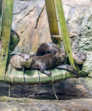 Otter pups on a swing